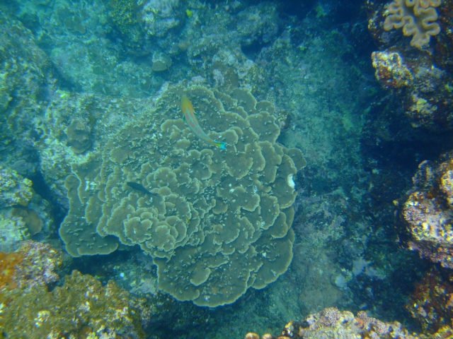 DSCF2596