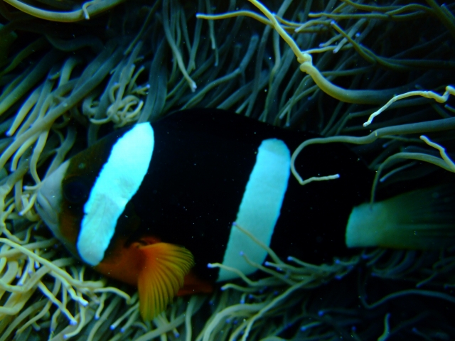 DSCF9733